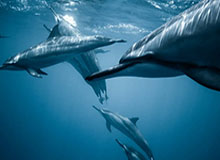 世界杯官网直播app下载最新版-"我们要创造新的历史!" 胡荷韬决赛前发布会表态